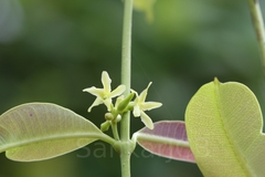 Cryptolepis buchananii